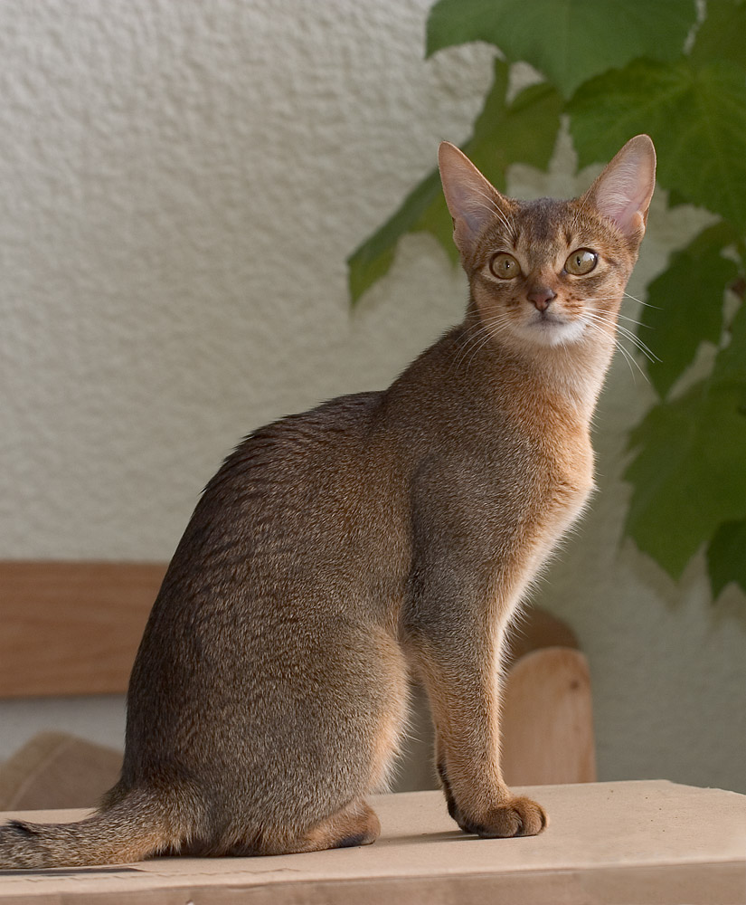 Gato adulto de raza Abisinio