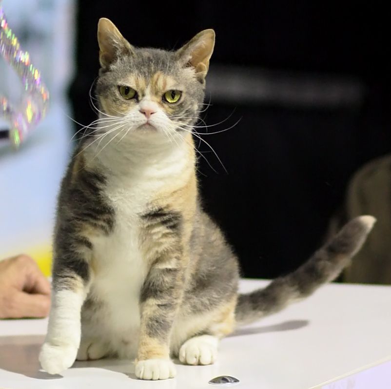 American wirehair, raza felina adulta
