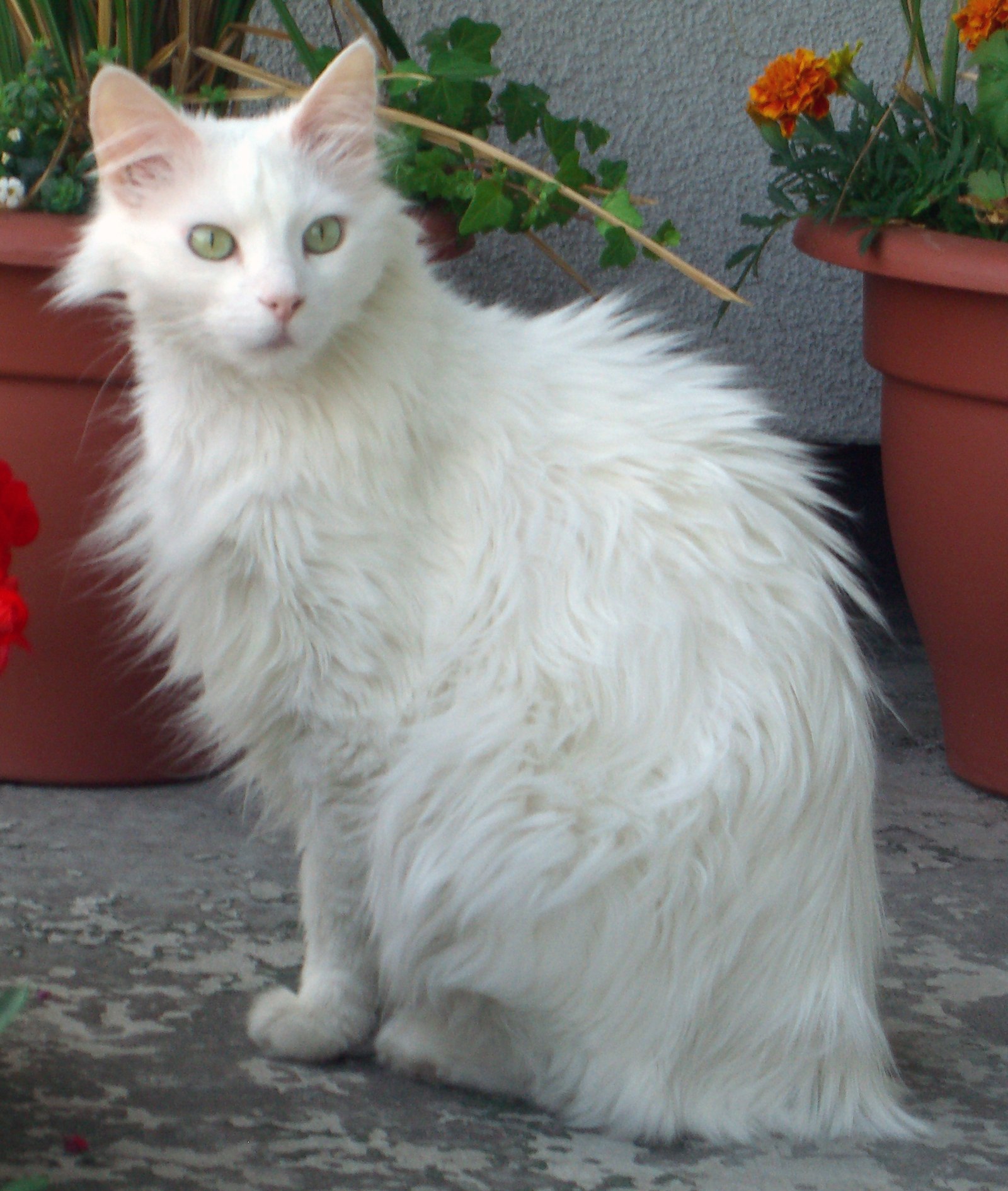 Gato adulto de raza Angora turco