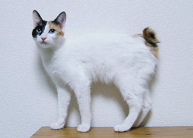 Gato adulto de raza Bobtail japonés