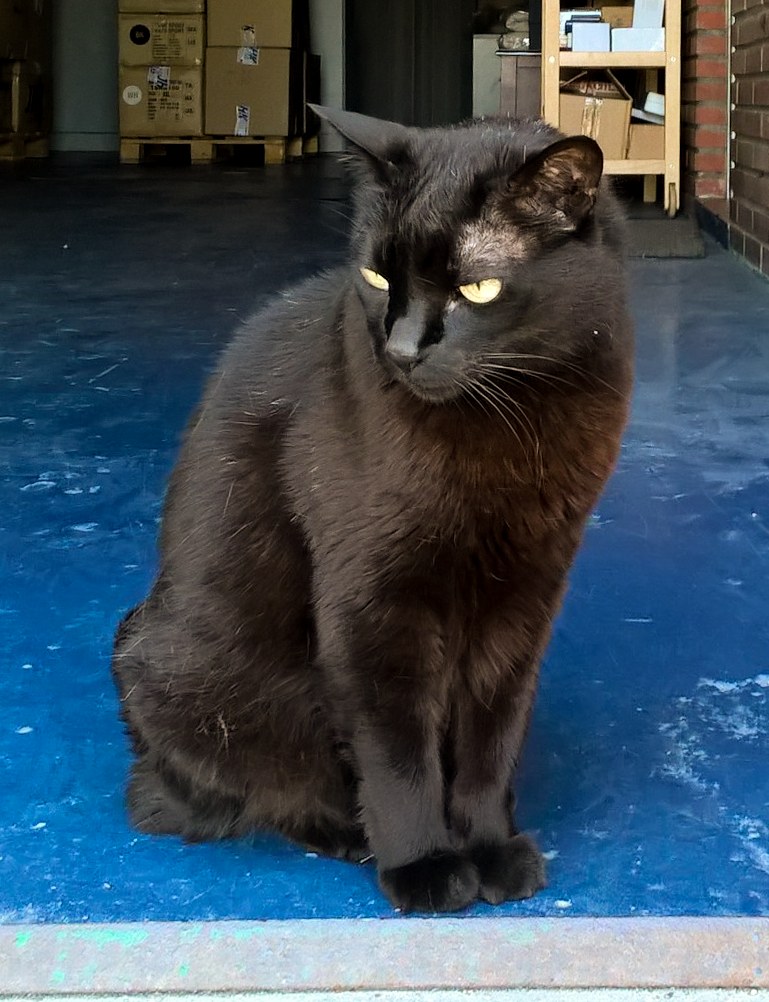 Gato adulto de raza Bombay