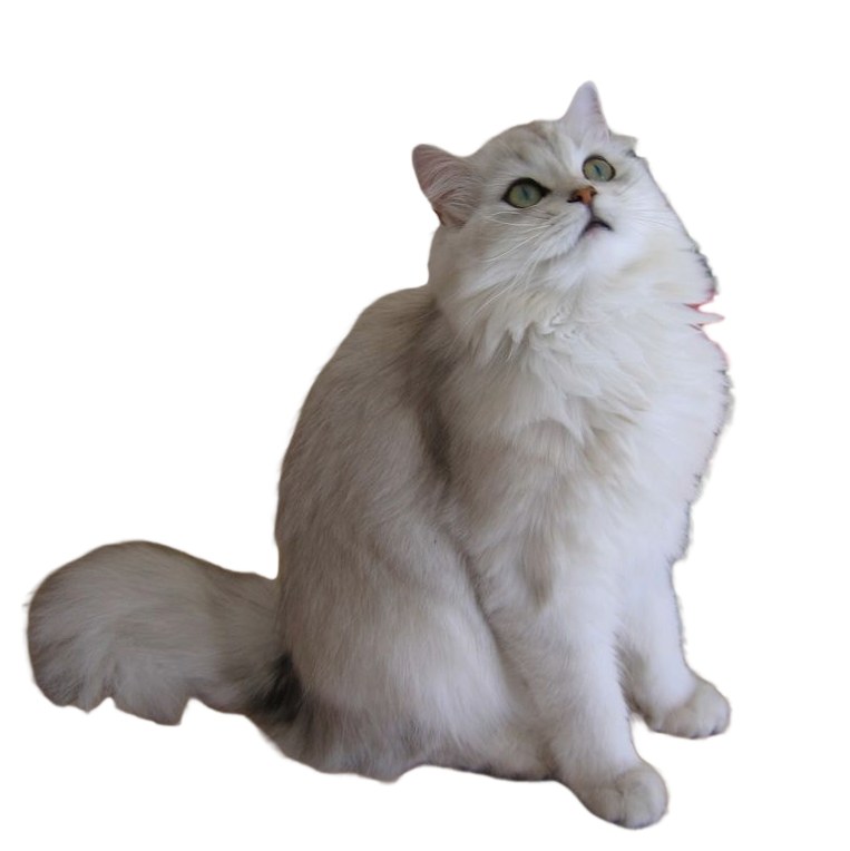 British Longhair adulto azul con pelaje denso semilargo y cara redonda