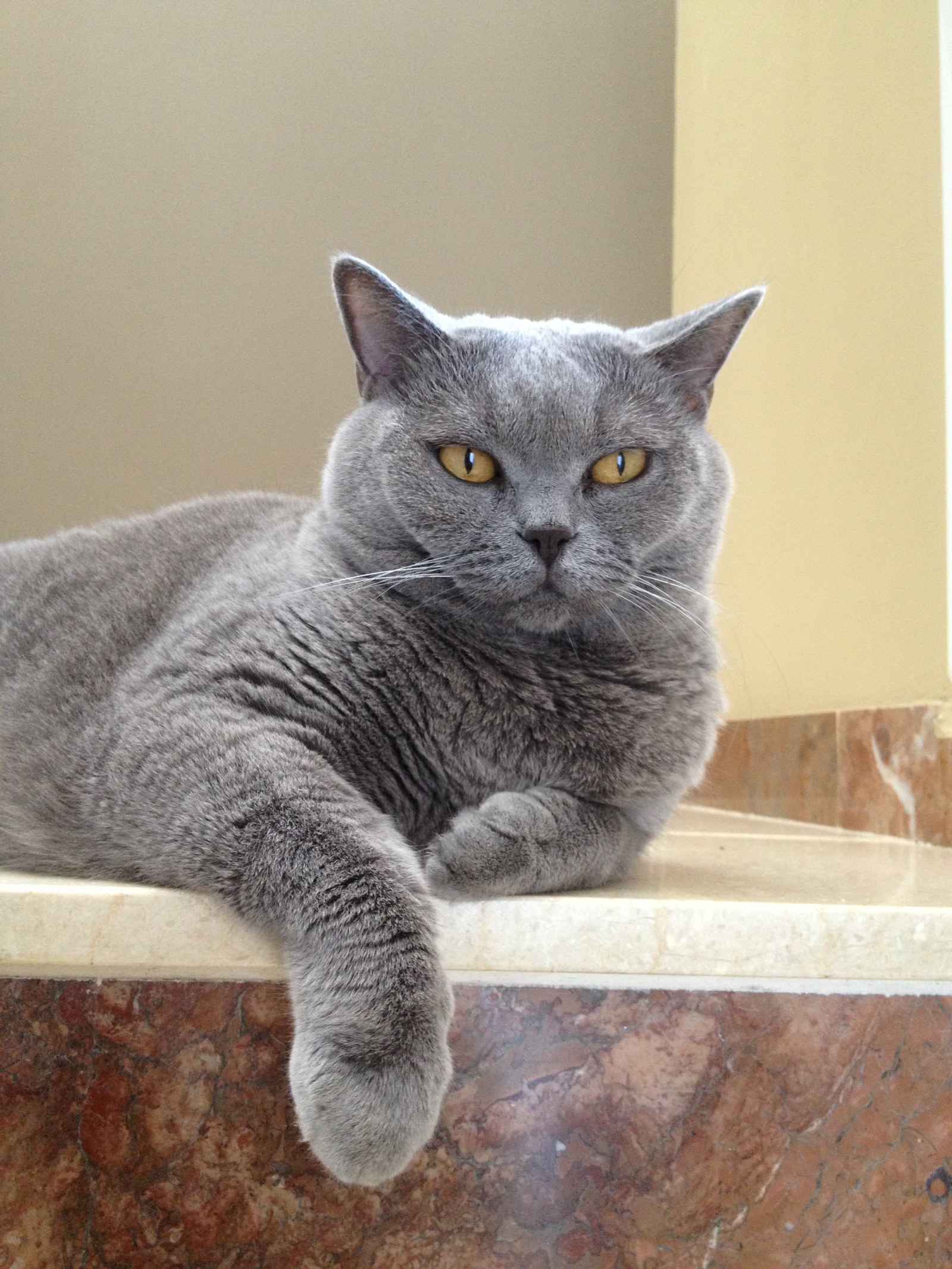 British Shorthair adulto en plano fotográfico