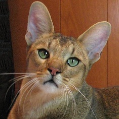 Chausie adulto en plano fotográfico