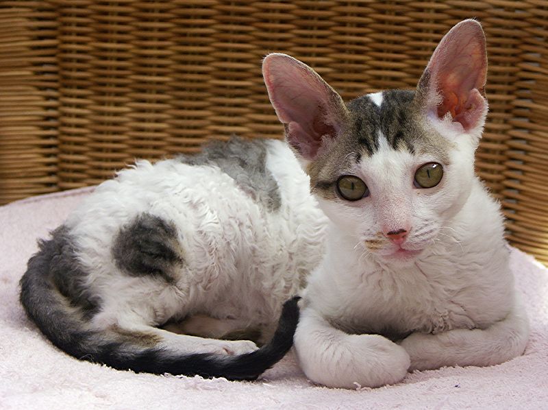 Cornish rex adulto en plano fotográfico