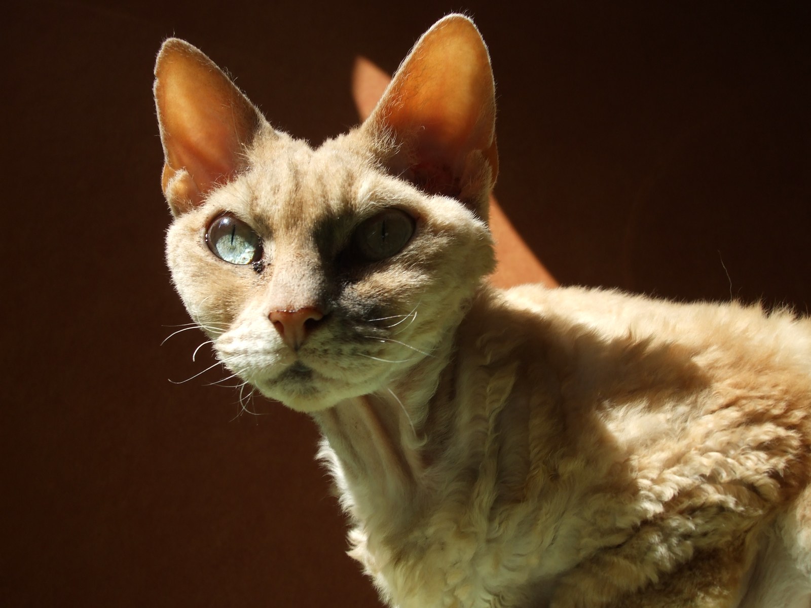Ejemplar adulto de la raza Devon rex