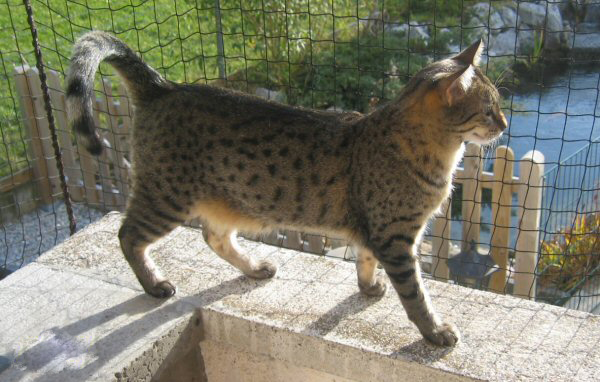 Gato adulto de raza Mau egipcio