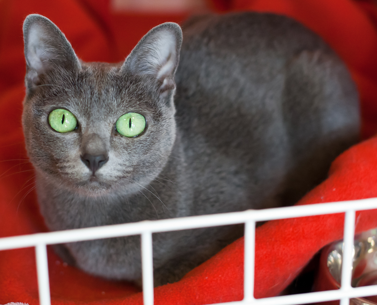 Gato adulto de raza Korat