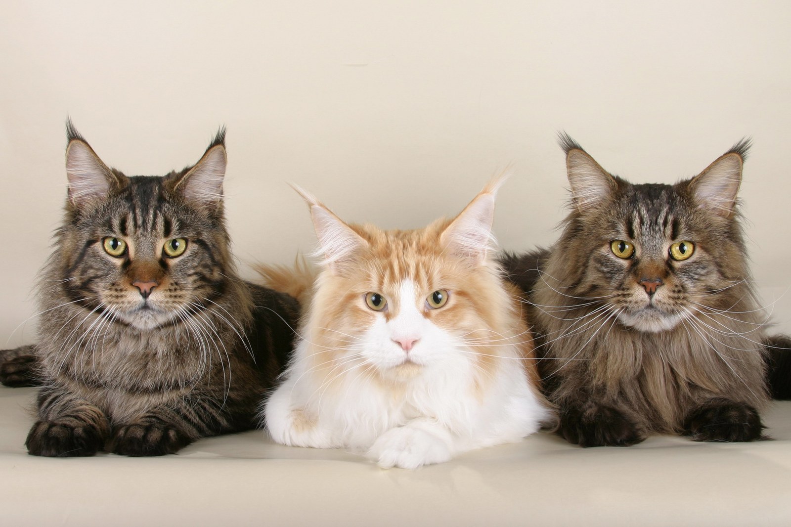 Ejemplar adulto de la raza Maine Coon