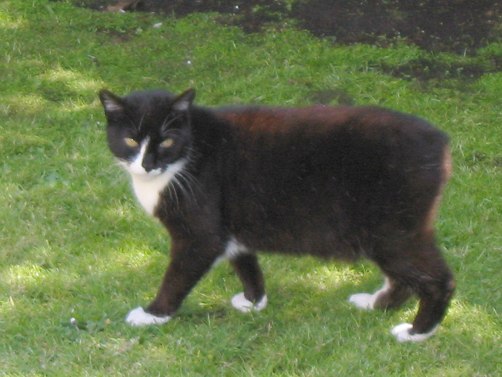 Gato adulto de raza Gato manx