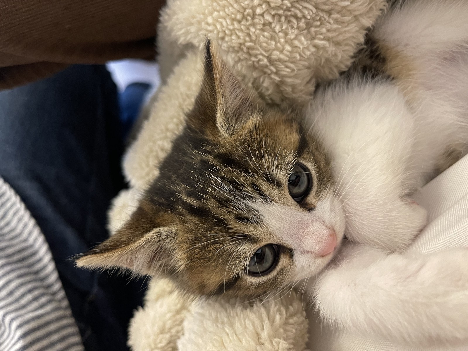 Munchkin, raza felina adulta