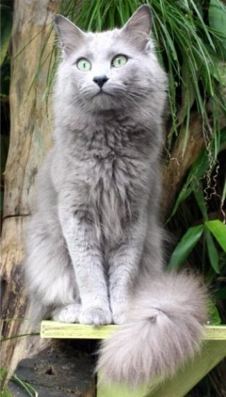 Nebelung adulto pelaje azul plateado semilargo con ojos verdes