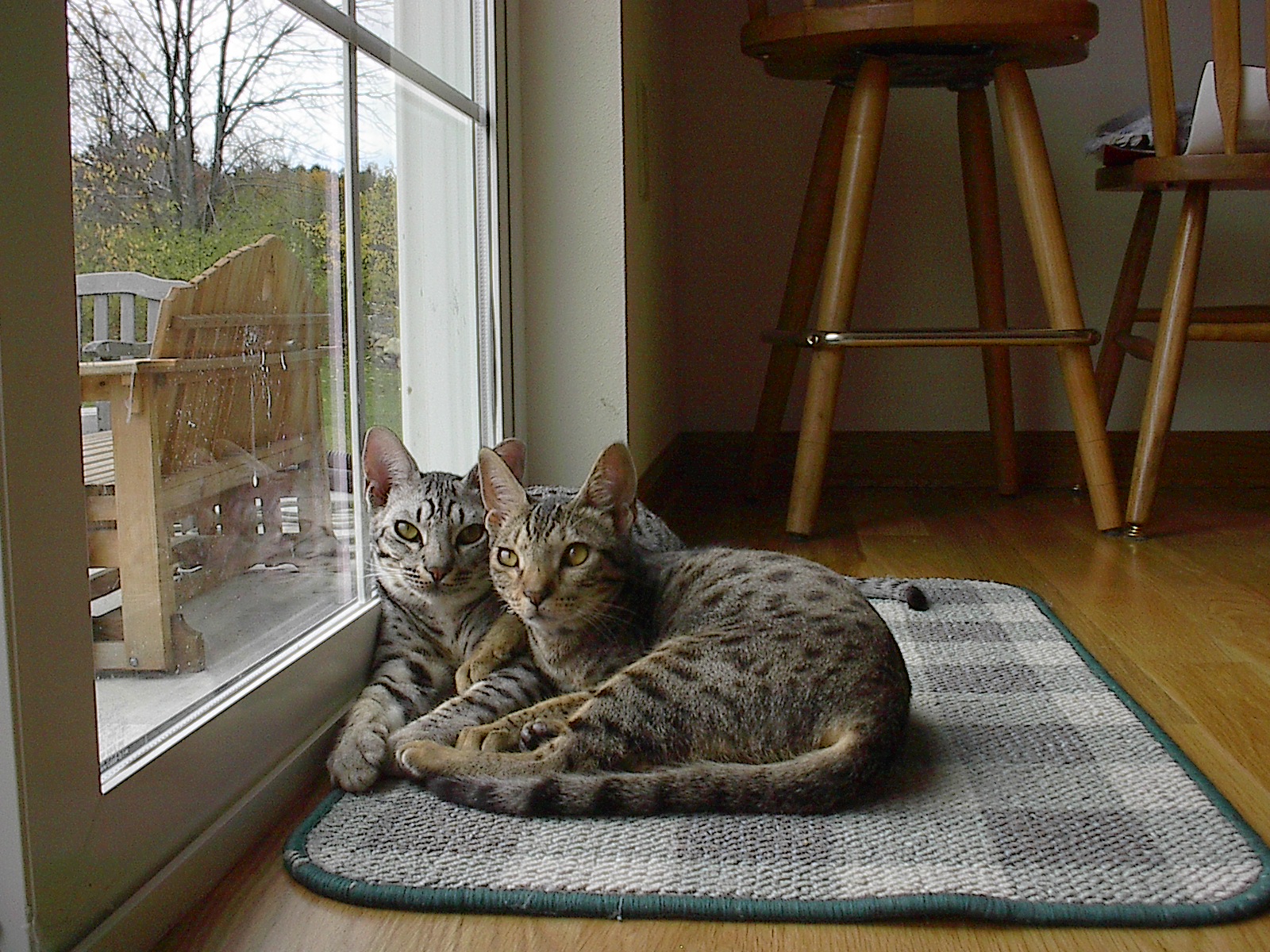 Gato adulto de raza Ocicat