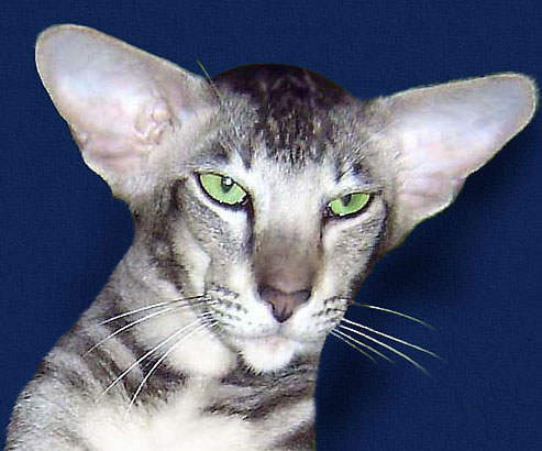 Gato adulto de raza Gato oriental