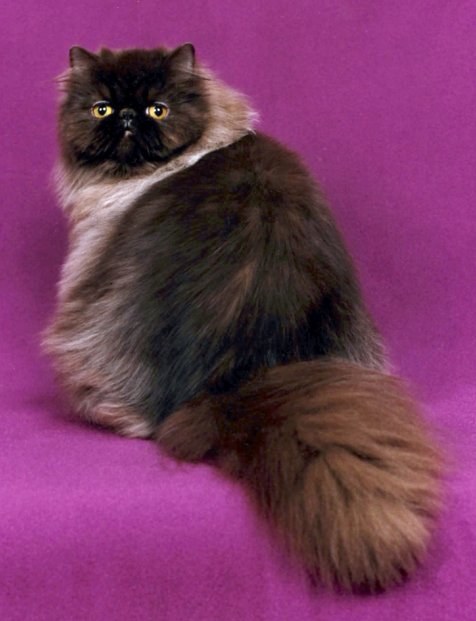 Gato persa, raza felina adulta