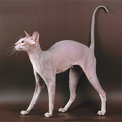 Gato adulto de raza Peterbald