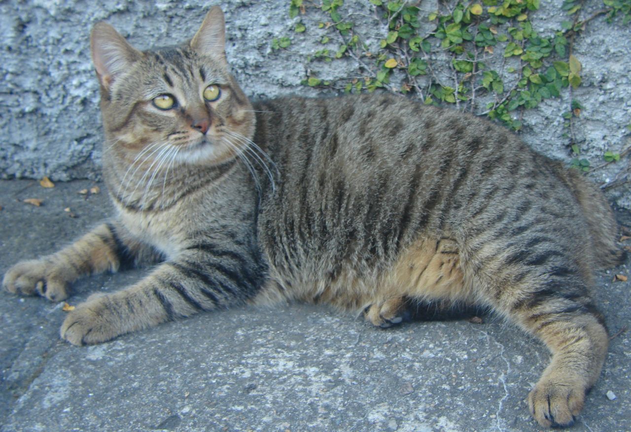 Pixie Bob, raza felina adulta