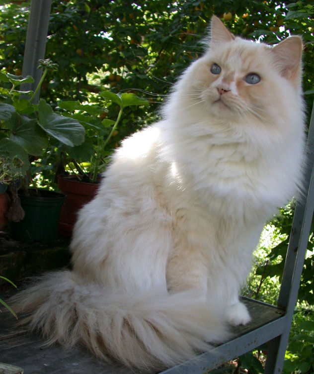 Ragamuffin adulto en plano fotográfico