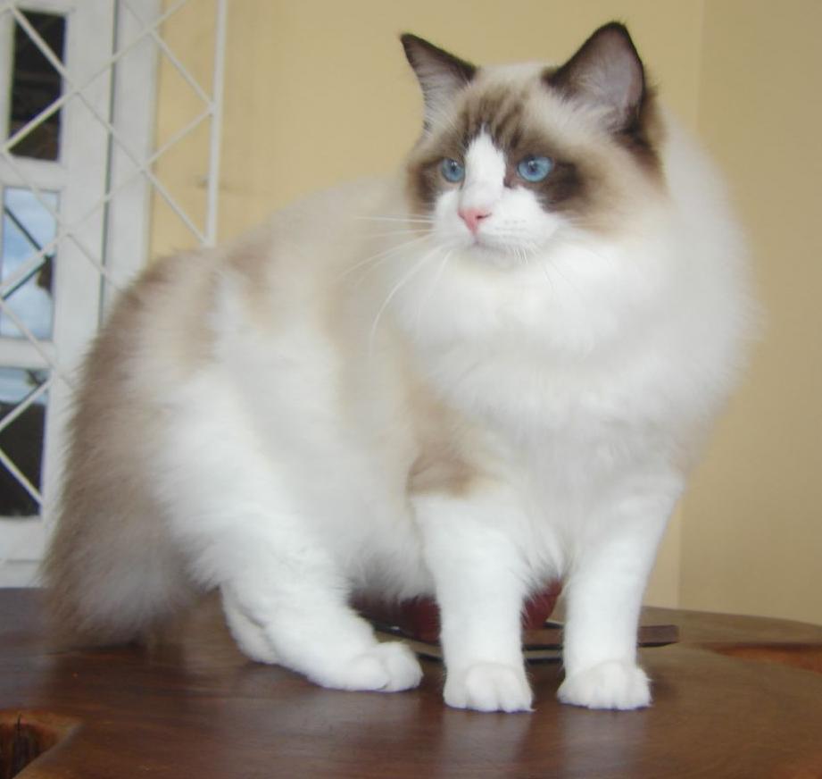 Ejemplar adulto de la raza Ragdoll