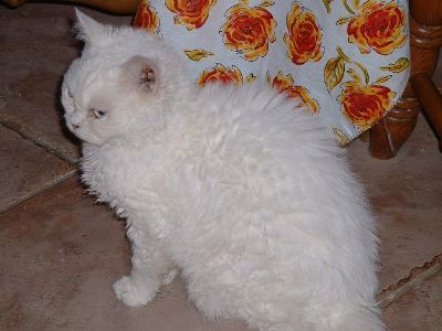 Gato adulto de raza Selkirk rex