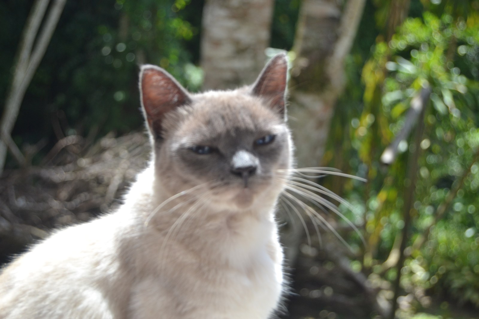 Gato siamés, raza felina adulta