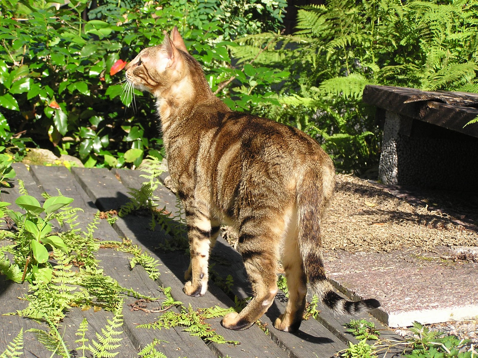 Gato adulto de raza Sokoke