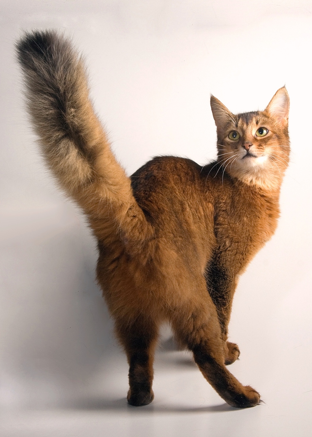 Gato adulto de raza Gato somalí