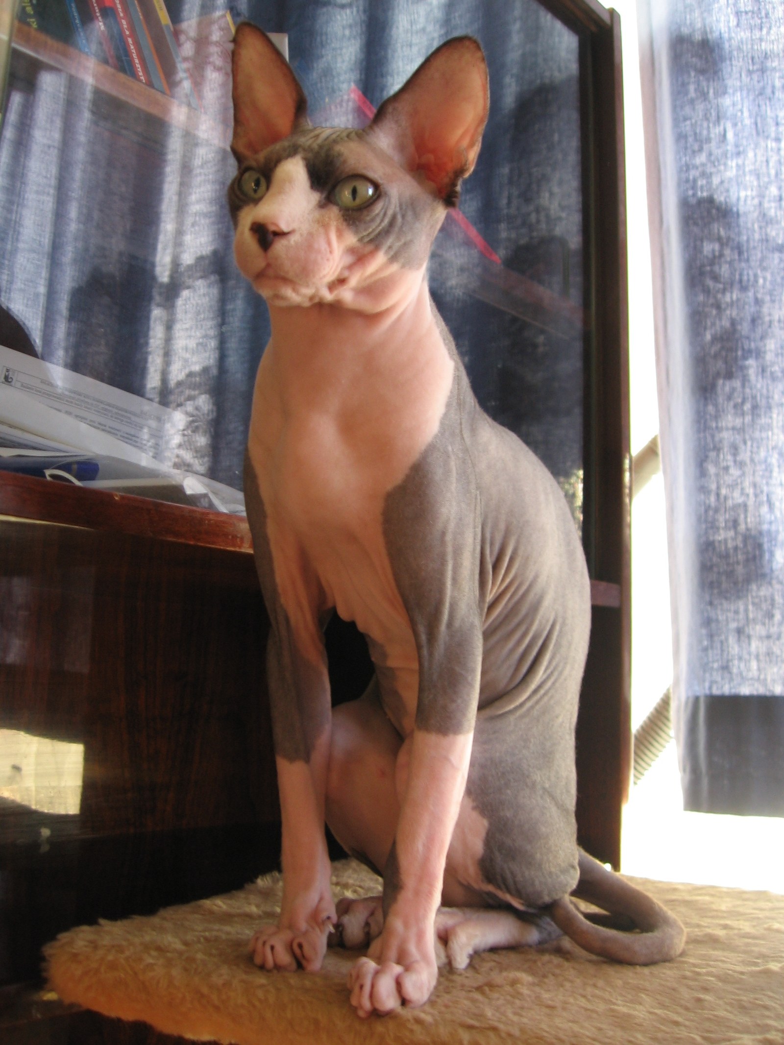 Sphynx adulto en plano fotográfico