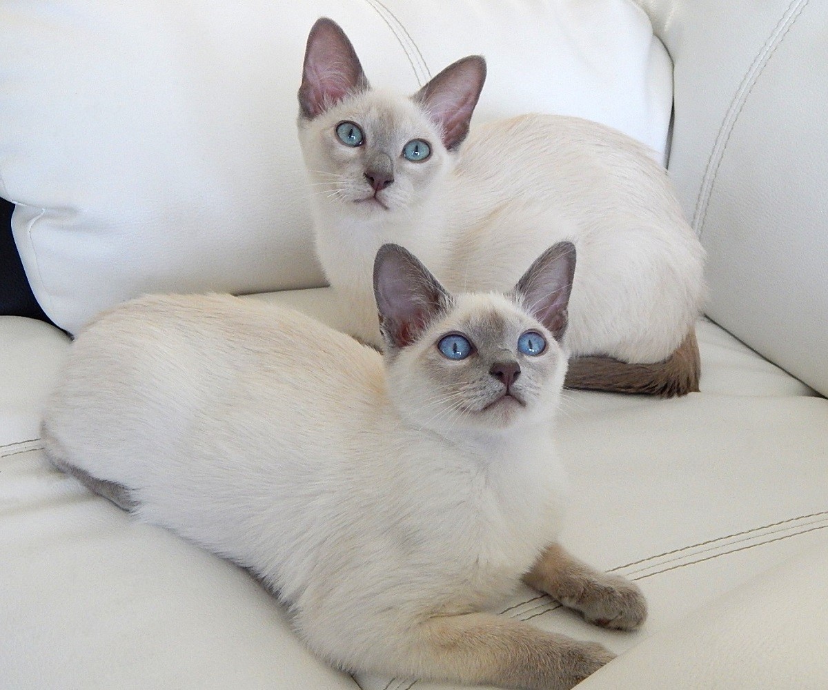 Tonkinés adulto patrón mink champán con ojos aguamarina característicos